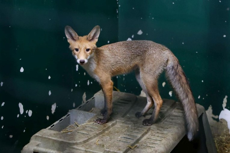 Zagrebački ZOO objavio apel građanima zbog lisica: Zatvarajte spremnike za smeće