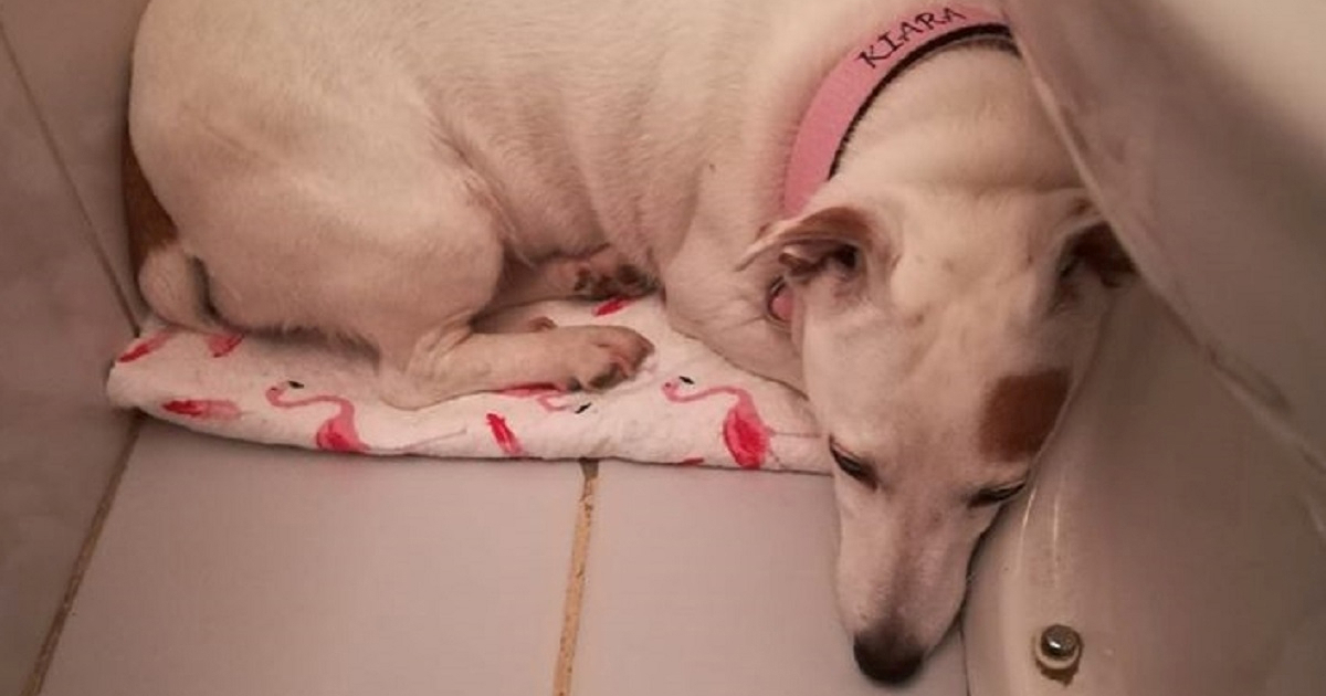 Prijatelji životinja: Dani pirotehnike legaliziraju teror nad ljudima i životinjama