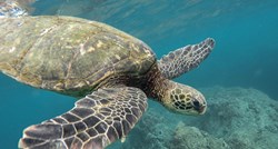 Znanstvenici su konačno otkrili zašto morske kornjače jedu plastiku