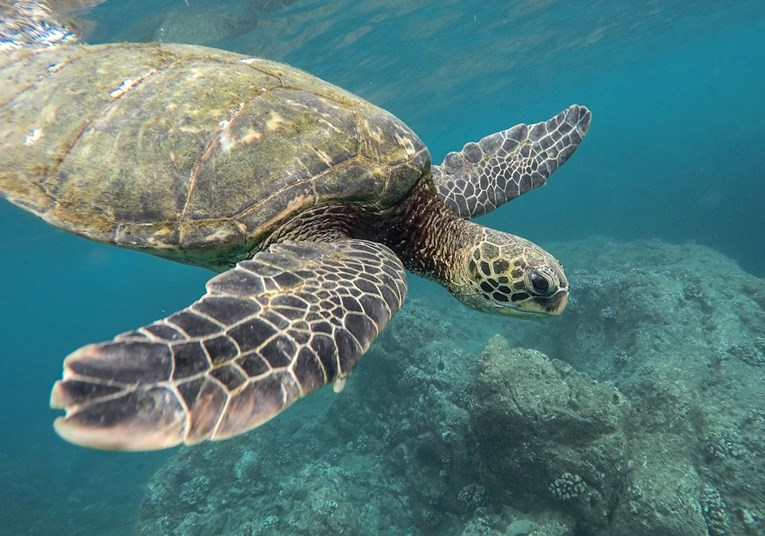 Znanstvenici su konačno otkrili zašto morske kornjače jedu plastiku