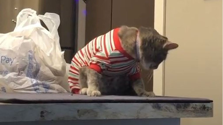 Kupili su mački džemper za Božić, ona im jasno dala do znanja što o tome misli