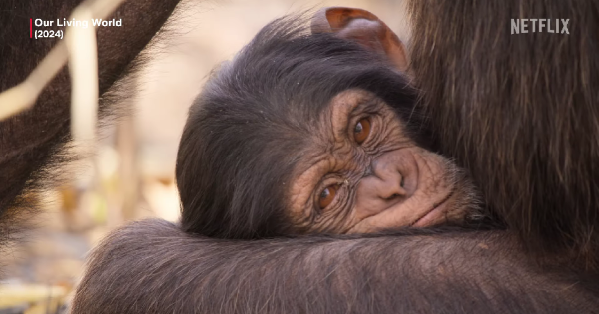 Na Netflix stižu dokumentarci o planetu i životinjama, narator je Morgan Freeman