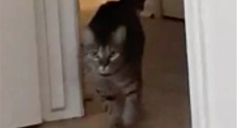 Kamera uhvatila mačku koja plače poput bebe kad njenog vlasnika nema kod kuće