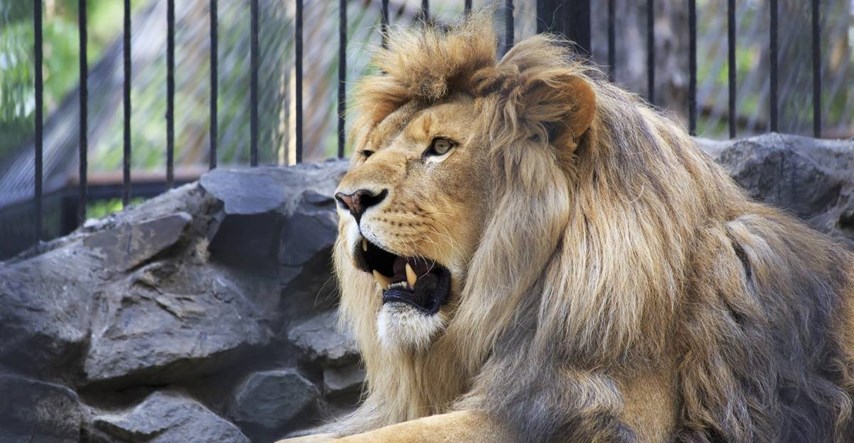 Lav ubio čuvara zoološkog vrta u Nigeriji koji ga je hranio skoro 10 godina