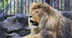 Lav ubio čuvara zoološkog vrta u Nigeriji koji ga je hranio skoro 10 godina