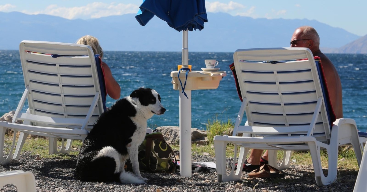 Hrvati na Redditu raspravljaju je li dovođenje psa na plažu higijenski ili nije