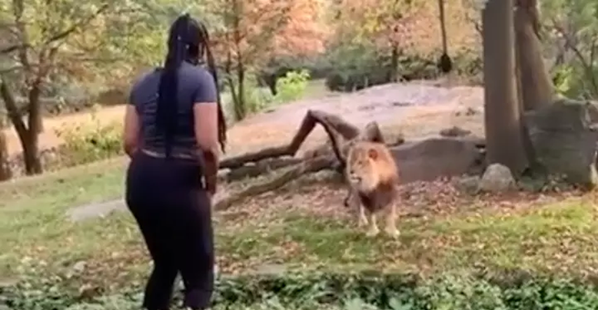 Žena prešla ogradu u Zoo vrtu i prišla lavu, njegova reakcija začudila svijet