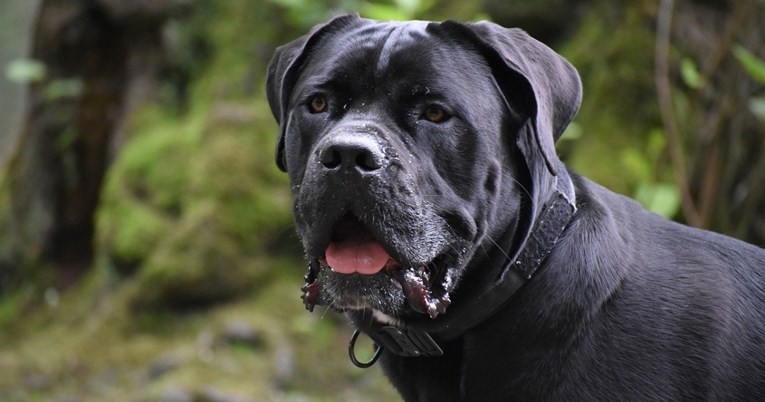 Četiri najbolje pasmine pasa za ljude koji žele sigurnost i zaštitu, prema veterinaru