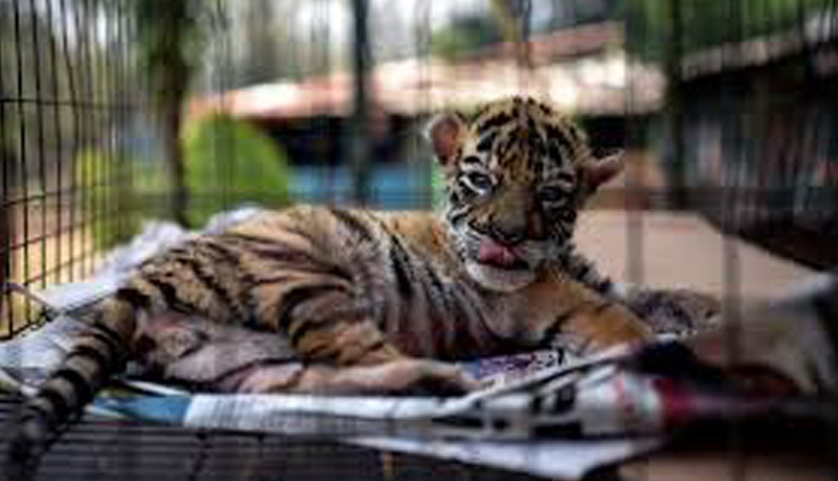 U zoološkom vrtu u Meksiku na svijet došao tigrić kojem su dali neobično ime