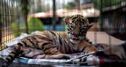 U zoološkom vrtu u Meksiku na svijet došao tigrić kojem su dali neobično ime