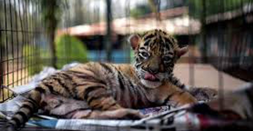 U zoološkom vrtu u Meksiku na svijet došao tigrić kojem su dali neobično ime