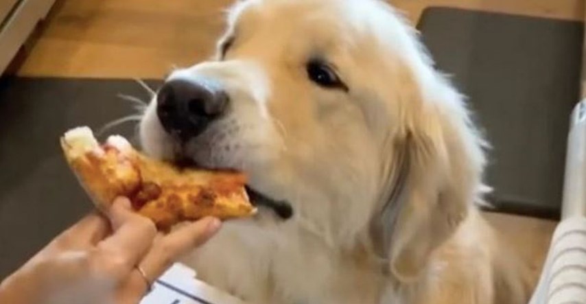 Zlatni retriver koji testira pizze postao je influencer na Instagramu
