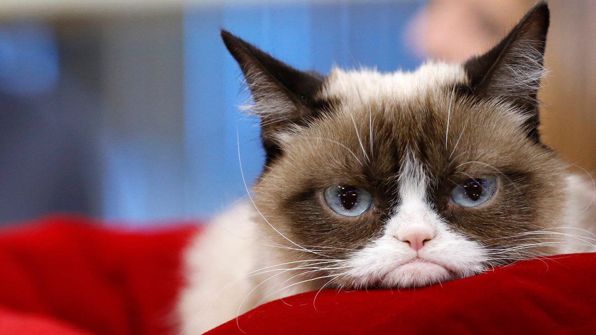 Ovo su najpopularnije životinje u povijesti, koje su inspirirale mnoge ljude