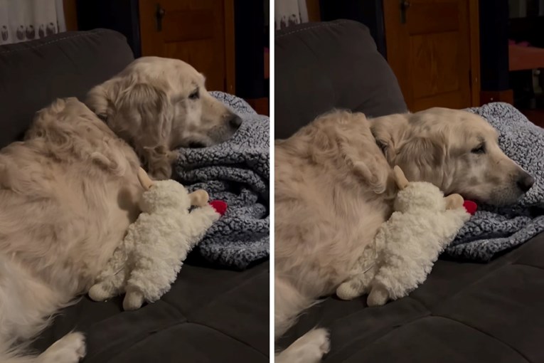 Priča o Bruceu: Pas koji je nakon 9 godina pronašao sreću uz pomoć plišane igračke