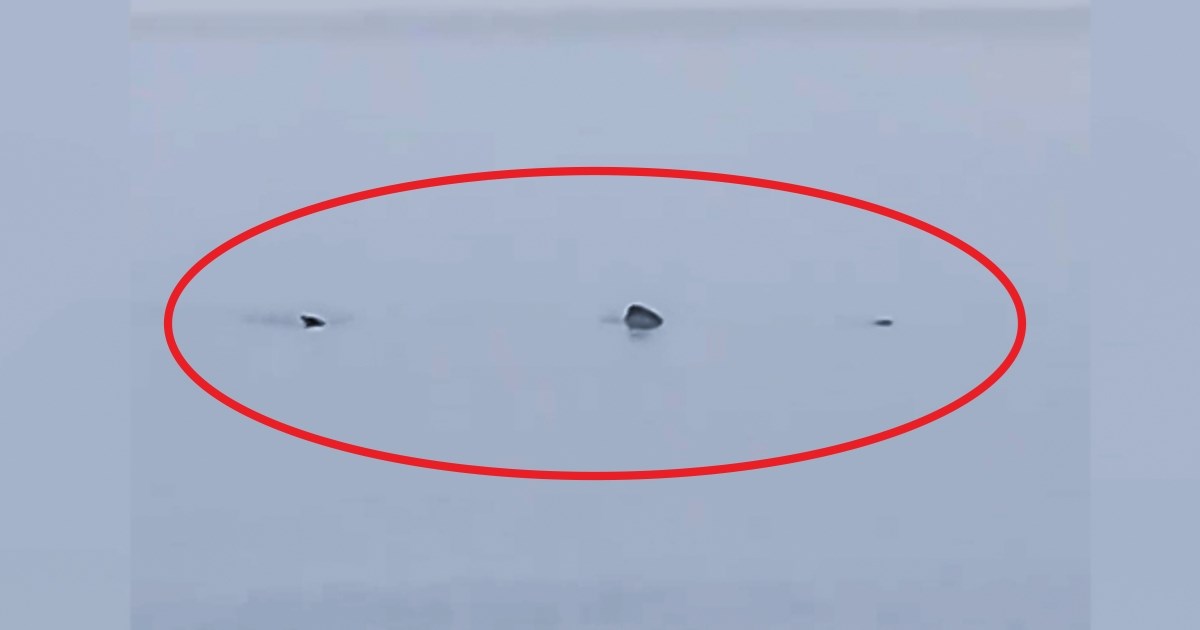 VIDEO Kod Pule snimljena druga najveća riba na svijetu. Bezopasna je