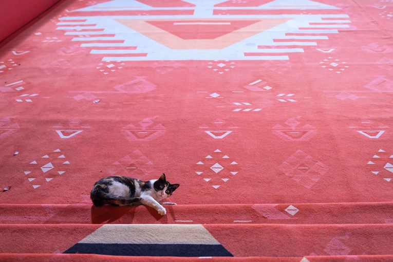 Mačka prošetala crvenim tepihom Sarajevo Film Festivala i ukrala svu pažnju