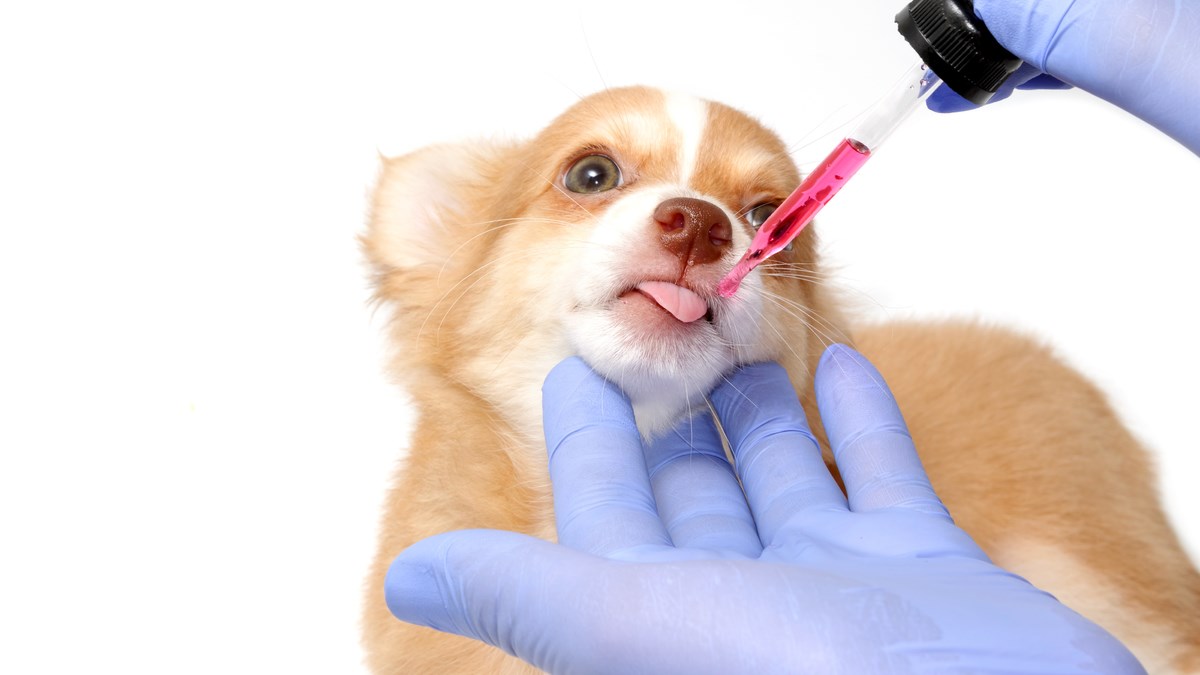 Naučite nekoliko trikova za davanje lijeka svom ljubimcu