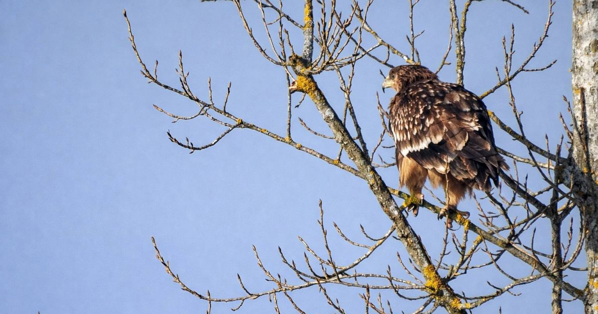 U šumi Žutica viđena jedna od najrjeđih ptica u Hrvatskoj