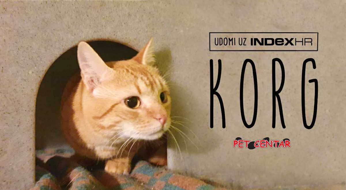 Korg je divan mačić koji jednostavno obožava ljude. Pomozimo mu pronaći dom