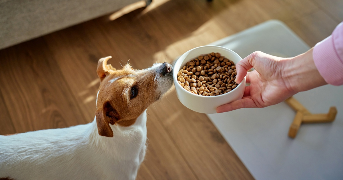 Veterinari objašnjavaju što učiniti kada pas izgubi apetit