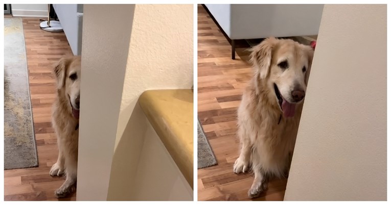 Ova zlatna retriverica ima demenciju, ali ni to je ne sprječava u igri s vlasnicom