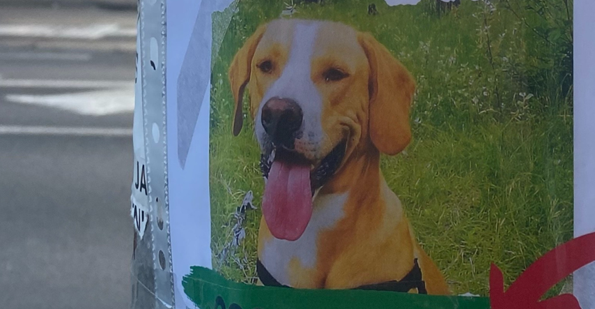 Pas Boško ne može ostati s vlasnikom i traži novi dom: "Obožava druge pse i djecu"