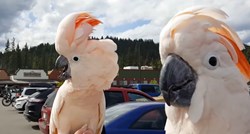 Dva kakadua napravila tulum na parkingu, njihovo pričanje privlači prolaznike