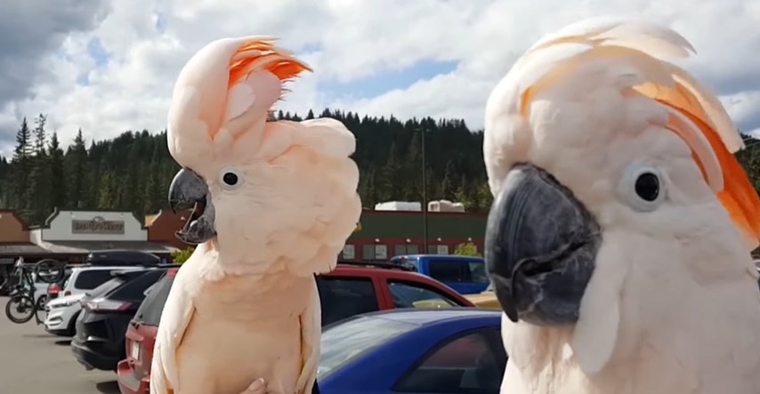 Dva kakadua napravila tulum na parkingu, njihovo pričanje privlači prolaznike