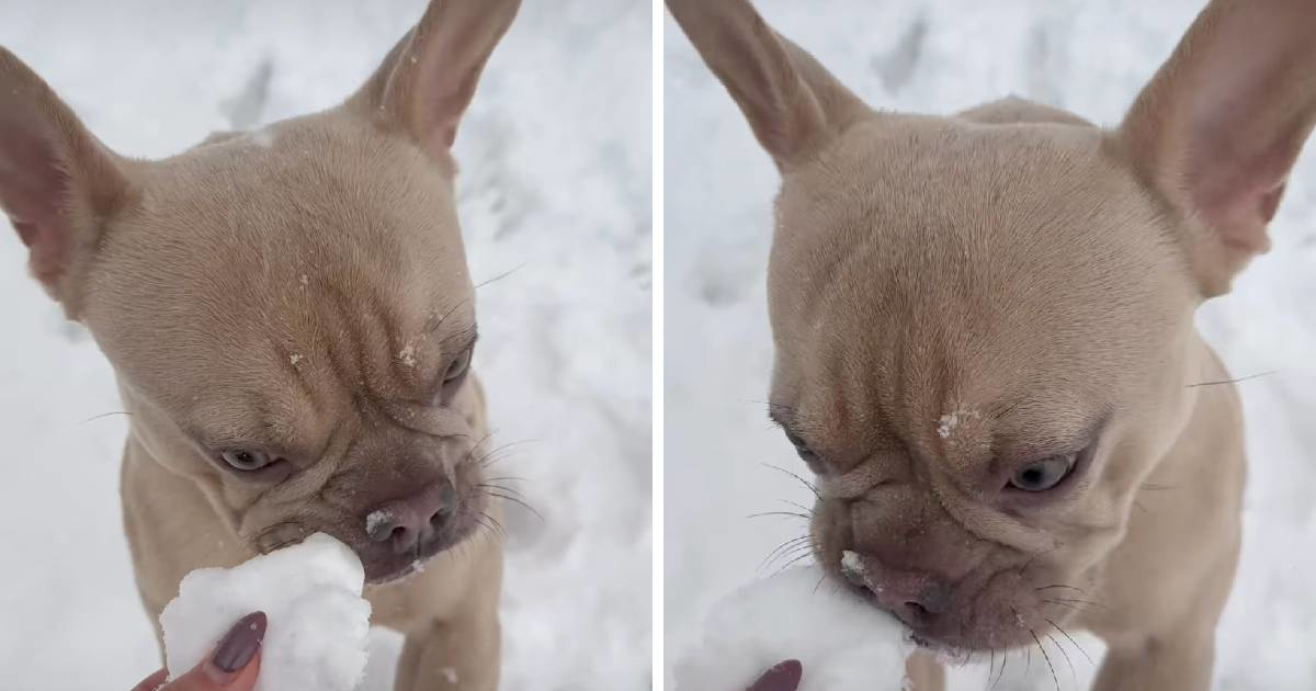 Francuski buldog misli da su snježne grude poslastice