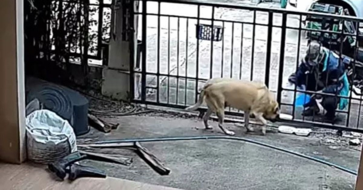 Dostavljač ugledao psa u dvorištu pa učinio nešto što je mnoge oduševilo