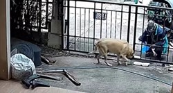 Dostavljač ugledao psa u dvorištu pa učinio nešto što je mnoge oduševilo