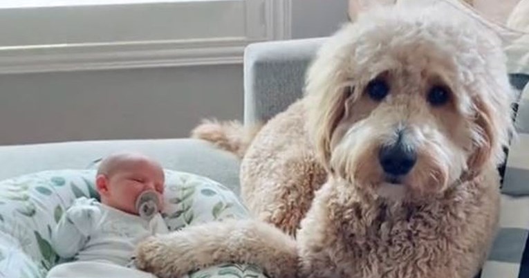 Pas upoznao novorođenu bebu, video će vam otopiti srce