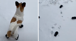 Vlasnica je pet minuta obuvala psu čizme za snijeg, izuo ih je u sekundi