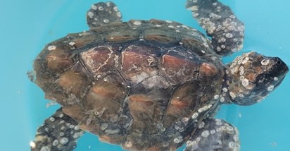 Na Lošinju se liječe čak tri morske kornjače koje boluju od istog sindroma