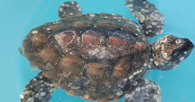 Na Lošinju se liječe tri kornjače koje pate od istog sindroma, evo o čemu je riječ