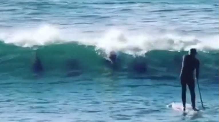 VIDEO Na surfera naletjelo jato dupina, dogodilo se nešto što nije očekivao