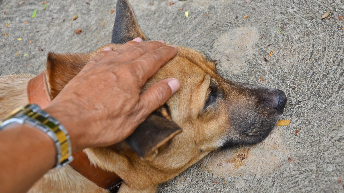 Automobilom vukao psa ulicama Gline