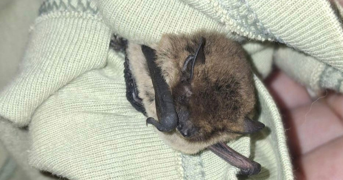 Mačka iz Vrapča ostavila obitelji neobičan božićni poklon