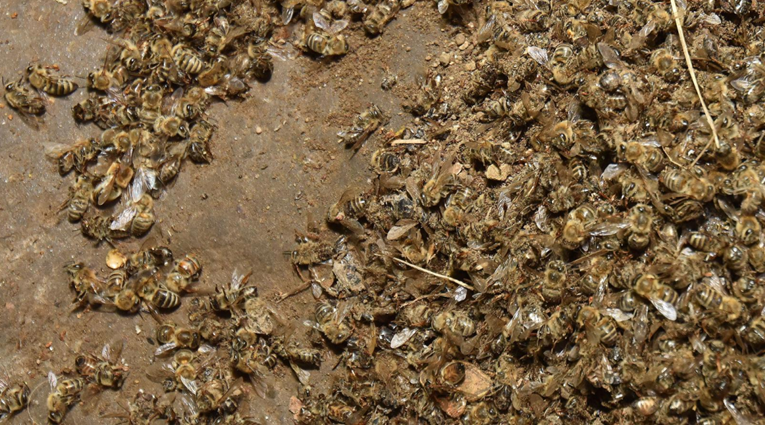 Otkriven uzrok pomora pčela u Međimurju. "Umiru u mukama, skupljamo ih lopatama"