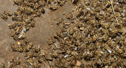 Otkriven uzrok pomora pčela u Međimurju. "Umiru u mukama, skupljamo ih lopatama"