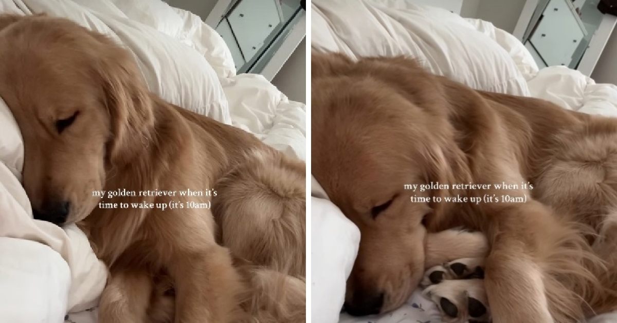 Zlatni retriver Beau postao hit zbog jutarnje drame u krevetu