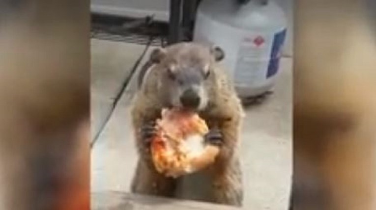 Najslađa snimka koju ćete vidjeti danas: Na trijemu snimila svisca kako jede pizzu