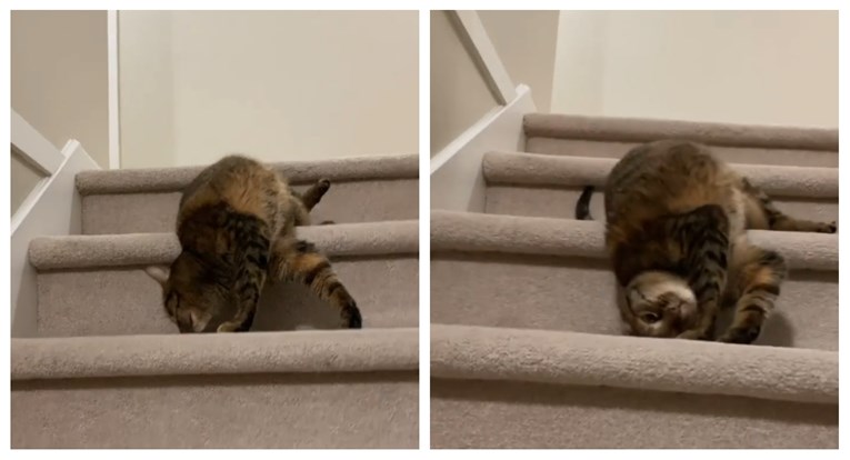 Zbog urnebesnog načina na koji silazi niz stube, ova mačka je hit na internetu