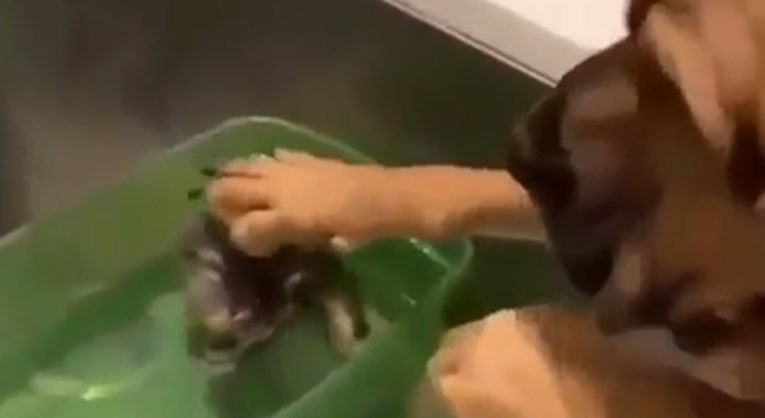 Snimka psa koji hrabri mačića tijekom kupanja hit je na internetu