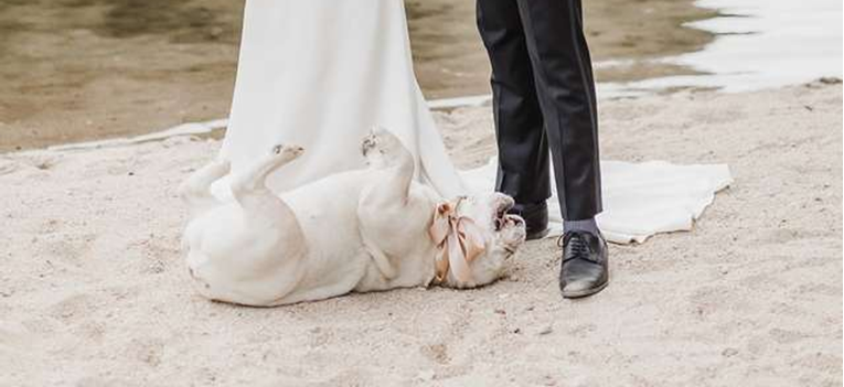 Pas potpuno pošašavio za vrijeme vjenčanja i uljepšao vlasnicima fotke