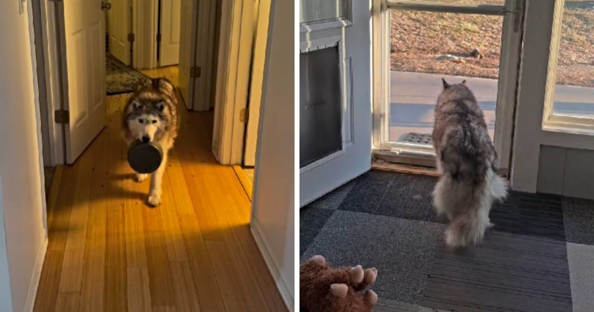 VIDEO Haskica je htjela večerati vani, ali joj je plan propao