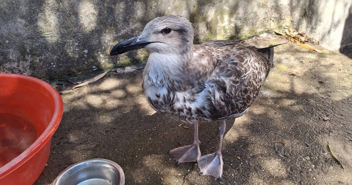 Mladi galeb nije mogao gutati, veterinarka mu iz voljke izvadila klip kukuruza