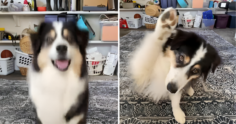 Četiri milijuna pregleda: Upoznajte najslađeg tiktokera, osvojio je internet