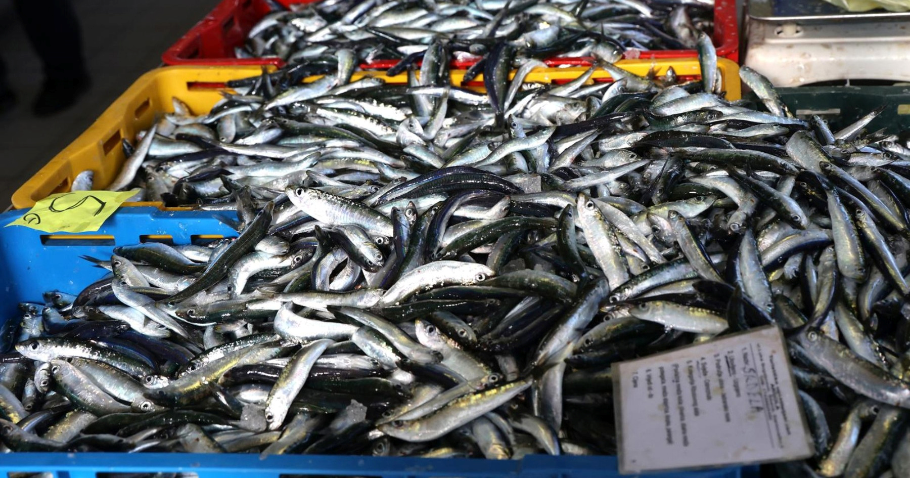 Korizmeni petak na šibenskoj ribarnici: Pogledajte koliko danas košta riba