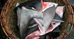 EU razmatra zabranu trgovine perajama morskih pasa: "Morske pse bace natrag da uginu"